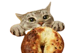 Cat want bagel Blank Meme Template