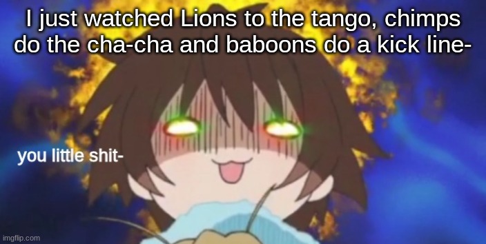 you little shit- | I just watched Lions to the tango, chimps do the cha-cha and baboons do a kick line- | image tagged in you little shit- | made w/ Imgflip meme maker