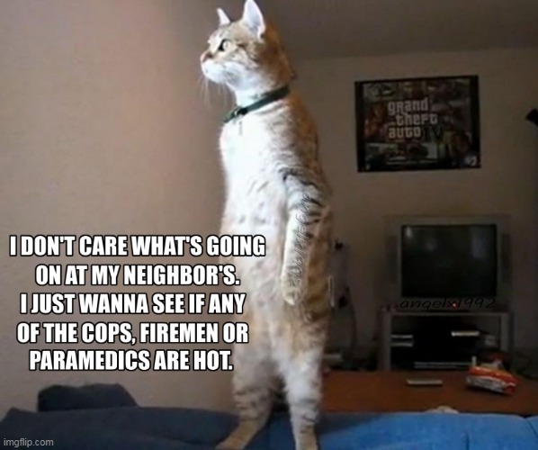 image tagged in cat,nosy neighbors,emergency,cops,fireman,cats | made w/ Imgflip meme maker