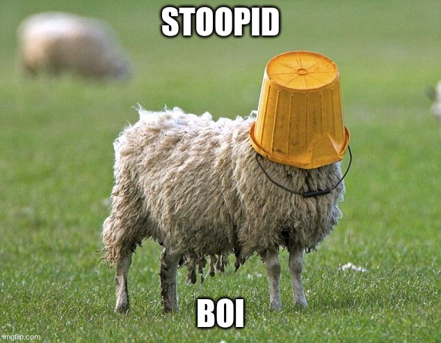 stupid sheep | STOOPID BOI | image tagged in stupid sheep | made w/ Imgflip meme maker