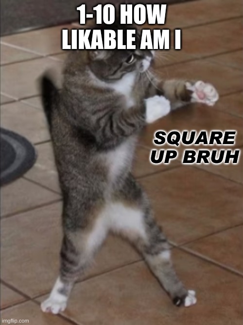 why is nobody commenting ._. | 1-10 HOW LIKABLE AM I | image tagged in square up cat | made w/ Imgflip meme maker