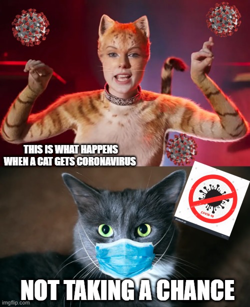 coved 19 cat | THIS IS WHAT HAPPENS WHEN A CAT GETS CORONAVIRUS; NOT TAKING A CHANCE | image tagged in cat,coved 19 | made w/ Imgflip meme maker