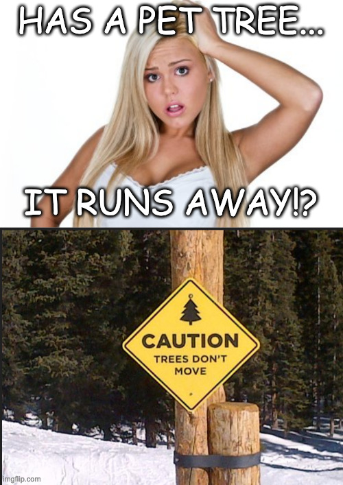 HAS A PET TREE... IT RUNS AWAY!? | image tagged in trees,running away,meme,dumb,somehow | made w/ Imgflip meme maker