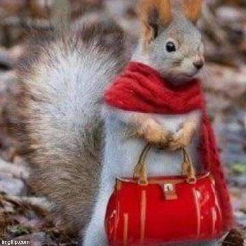 Custom | image tagged in fall squirrel | made w/ Imgflip meme maker