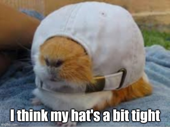 Pig with hat | I think my hat's a bit tight | image tagged in pig with hat,guinea pig,hat,uncomfortable | made w/ Imgflip meme maker