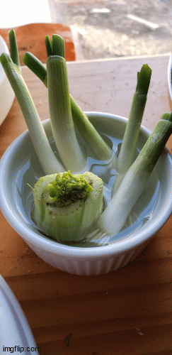 REgrowing Green Onions and Celery | image tagged in gifs | made w/ Imgflip images-to-gif maker