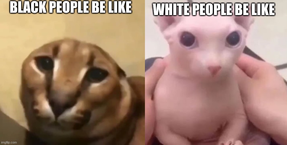 BLACK PEOPLE BE LIKE; WHITE PEOPLE BE LIKE | image tagged in big floppa,bingus | made w/ Imgflip meme maker