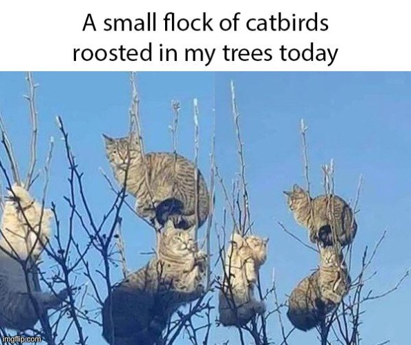 I should fill the feeders. | image tagged in memes,funny,cats,animals,pandaboyplaysyt | made w/ Imgflip meme maker