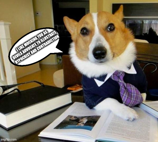 Lawyer Corgi Dog | I LIKE MOCKING YOU AS DEVILS ADVOCATE TO ILLUSTRATE HYPOCRISY AND CONTRADICTION | image tagged in lawyer corgi dog | made w/ Imgflip meme maker
