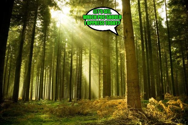 sunlit forest | LET'S SEE, WHICH POC SHOULD I OPPRESS TODAY? | image tagged in sunlit forest | made w/ Imgflip meme maker