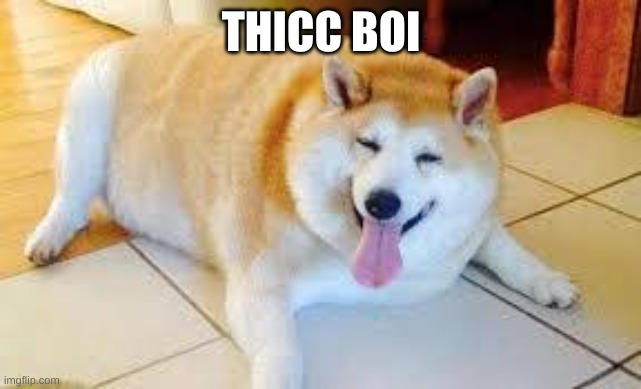 Thicc Doggo | THICC BOI | image tagged in thicc doggo | made w/ Imgflip meme maker