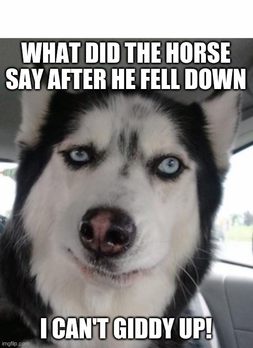Horse | WHAT DID THE HORSE SAY AFTER HE FELL DOWN; I CAN'T GIDDY UP! | image tagged in white text box,seriously | made w/ Imgflip meme maker