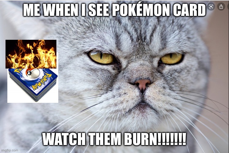 Watch Pokémon cards burn | ME WHEN I SEE POKÉMON CARD; WATCH THEM BURN!!!!!!! | image tagged in madcat,pokemoncardsburnig | made w/ Imgflip meme maker