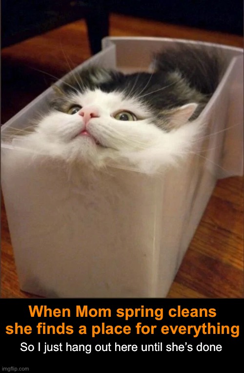 Spring Cleaning | When Mom spring cleans she finds a place for everything; So I just hang out here until she’s done | image tagged in funny memes,funny cat memes | made w/ Imgflip meme maker