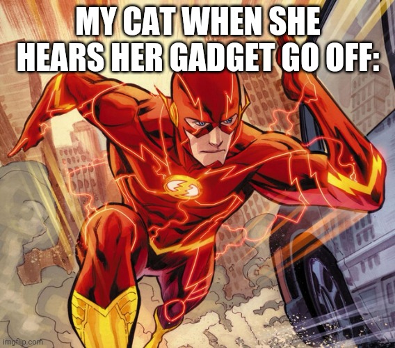 It feeds her breakfast and dinner | MY CAT WHEN SHE HEARS HER GADGET GO OFF: | image tagged in the flash,my cat | made w/ Imgflip meme maker