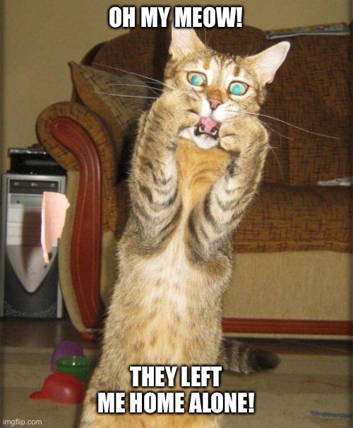Scaredy Cat | OH MY MEOW! THEY LEFT ME HOME ALONE! | image tagged in scaredy cat | made w/ Imgflip meme maker