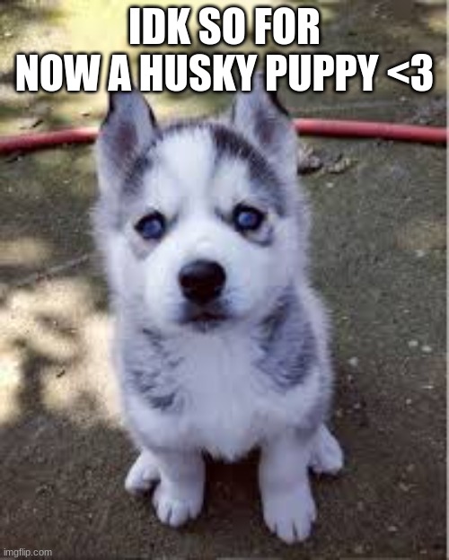 IDK SO FOR NOW A HUSKY PUPPY <3 | image tagged in husky,puppy,cute | made w/ Imgflip meme maker