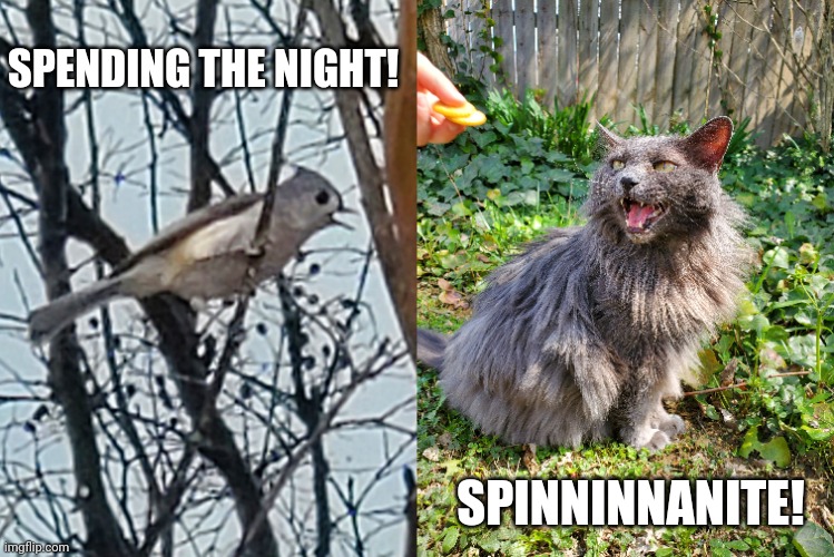 Cat and bird | SPENDING THE NIGHT! SPINNINNANITE! | image tagged in southern pride | made w/ Imgflip meme maker