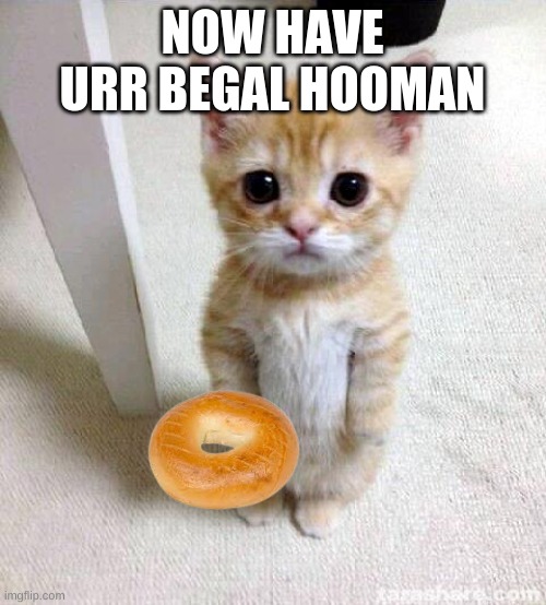 Cute Cat Meme | NOW HAVE URR BEGAL HOOMAN | image tagged in memes,cute cat | made w/ Imgflip meme maker