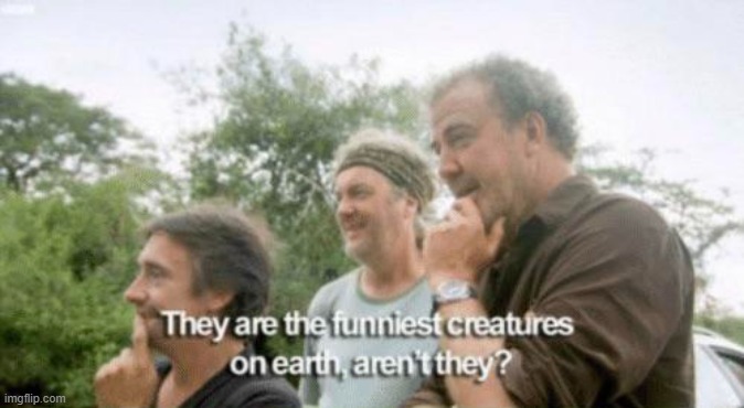 Link in the comments... | image tagged in they are the funniest creatures on earth aren't they | made w/ Imgflip meme maker