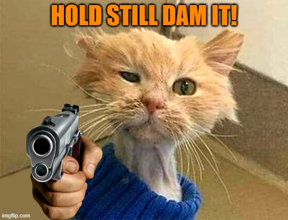 HOLD STILL DAM IT! | image tagged in wtf-cat | made w/ Imgflip meme maker