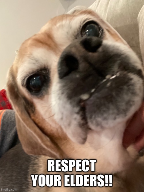 If dogs could talk |  RESPECT YOUR ELDERS!! | image tagged in imgflip | made w/ Imgflip meme maker