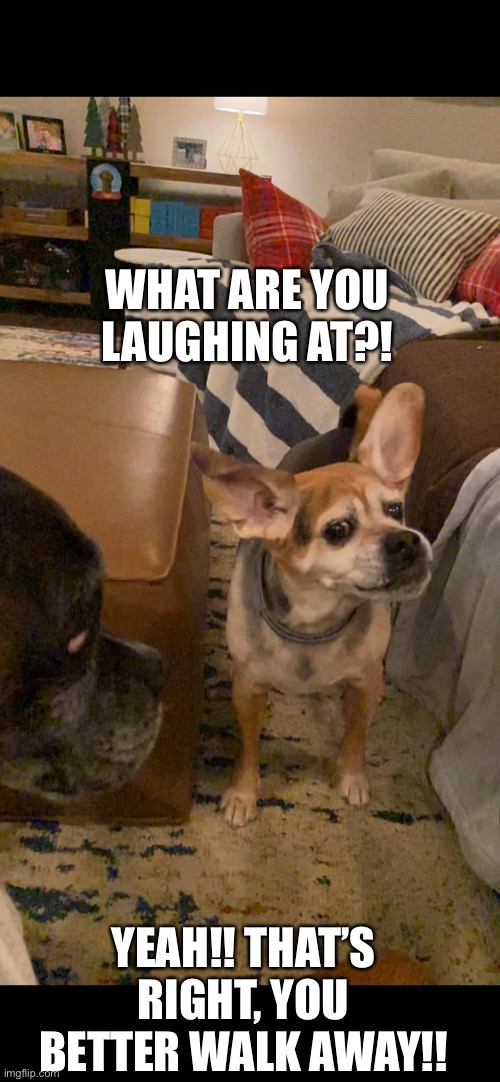 If dogs could talk |  WHAT ARE YOU LAUGHING AT?! YEAH!! THAT’S RIGHT, YOU BETTER WALK AWAY!! | image tagged in imgflip | made w/ Imgflip meme maker