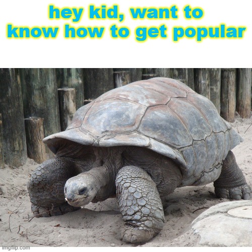 teach | hey kid, want to know how to get popular | image tagged in memes,tortoise | made w/ Imgflip meme maker