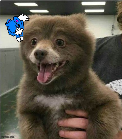 smol bear X Cloud (NEXT SHIP!!!) | image tagged in smol bear | made w/ Imgflip meme maker