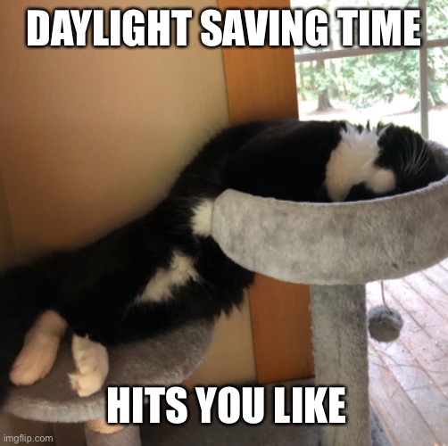Daylight saving time - punch in the face | DAYLIGHT SAVING TIME; HITS YOU LIKE | image tagged in tired,cat,daylight saving time | made w/ Imgflip meme maker