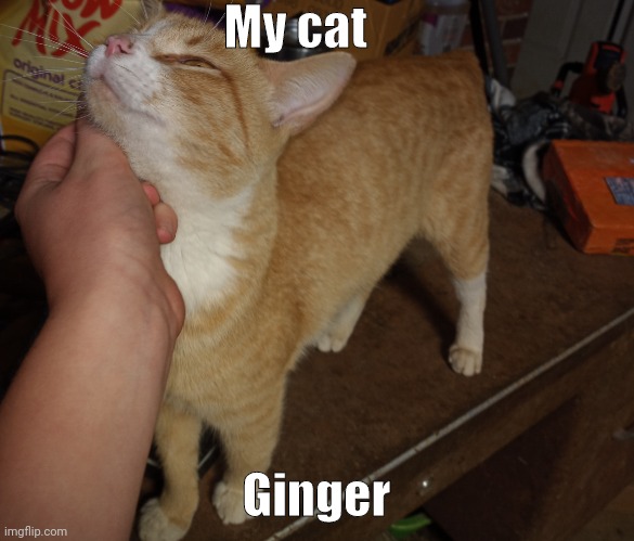 My cat: Ginger <3 | My cat; Ginger | image tagged in custom template | made w/ Imgflip meme maker