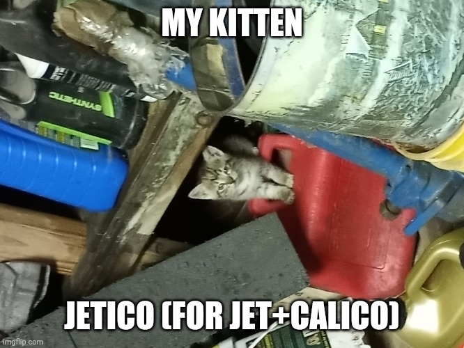 My kitten Jetico<3 | MY KITTEN; JETICO (FOR JET+CALICO) | image tagged in custom template | made w/ Imgflip meme maker