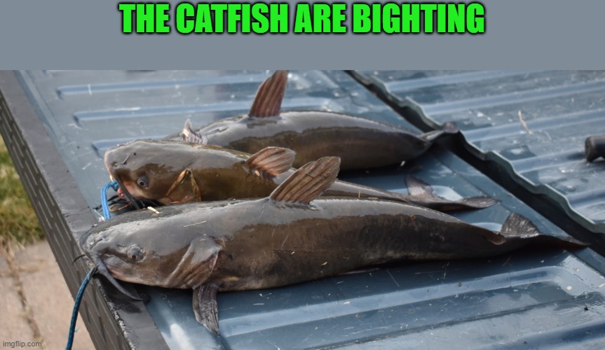 green river | THE CATFISH ARE BIGHTING | image tagged in catfish,kewlew | made w/ Imgflip meme maker