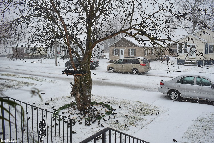 black birds in a blizzard | image tagged in starlings,crackles,cowbirds | made w/ Imgflip meme maker