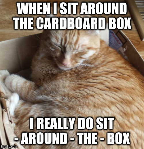 sleeping r***** | WHEN I SIT AROUND THE CARDBOARD BOX; I REALLY DO SIT - AROUND - THE - BOX | image tagged in sleeping r | made w/ Imgflip meme maker