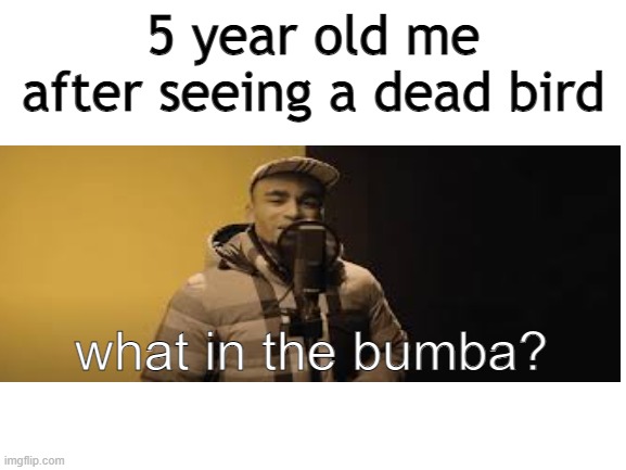 what in the bumba | 5 year old me after seeing a dead bird; what in the bumba? | image tagged in blank white template | made w/ Imgflip meme maker