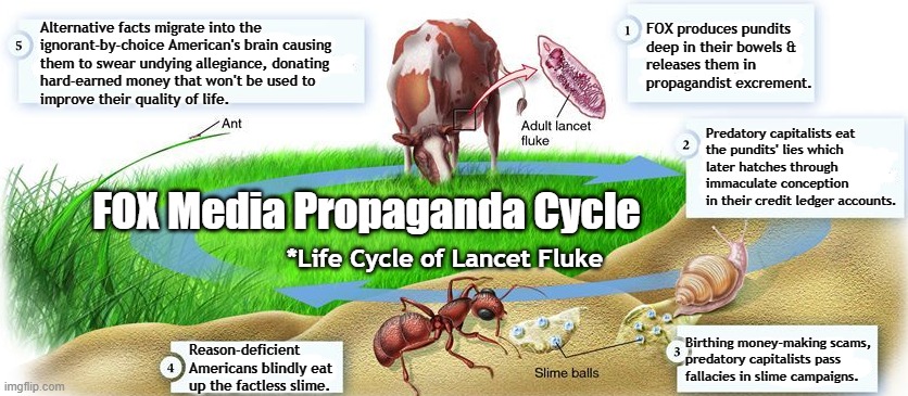 FOX Media Propaganda Cycle | FOX produces pundits
deep in their bowels &
releases them in 
propagandist excrement. Alternative facts migrate into the 
ignorant-by-choice American's brain causing
them to swear undying allegiance, donating
hard-earned money that won't be used to 
improve their quality of life. Predatory capitalists eat
the pundits' lies which
later hatches through 
immaculate conception 
in their credit ledger accounts. FOX Media Propaganda Cycle; *Life Cycle of Lancet Fluke; Birthing money-making scams,
predatory capitalists pass
fallacies in slime campaigns. Reason-deficient Americans blindly eat
up the factless slime. | image tagged in fox news,gop,trump unfit unqualified dangerous,qanon,propaganda | made w/ Imgflip meme maker