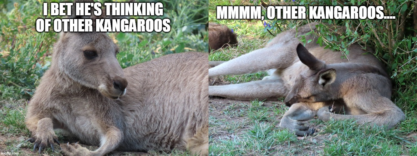 MMMM, OTHER KANGAROOS.... I BET HE'S THINKING OF OTHER KANGAROOS | image tagged in other kangaroos | made w/ Imgflip meme maker