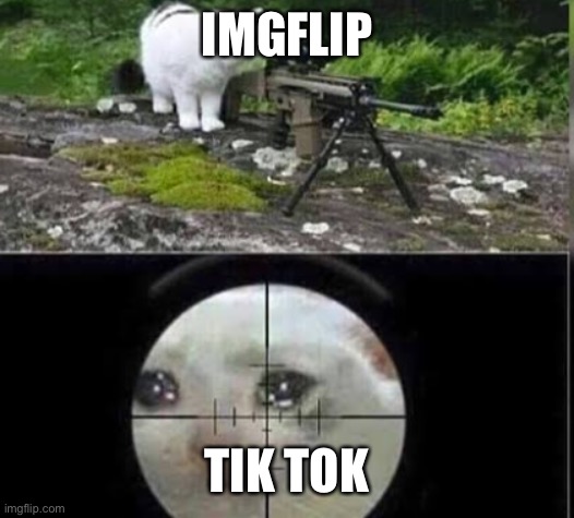 cat sniper | IMGFLIP; TIK TOK | image tagged in cat sniper | made w/ Imgflip meme maker