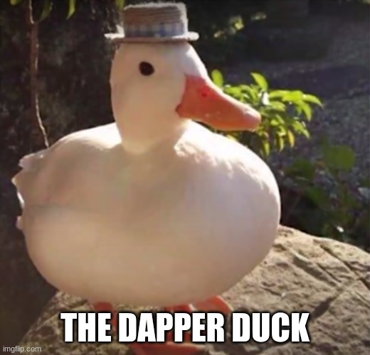 THE DAPPER DUCK | image tagged in duck | made w/ Imgflip meme maker