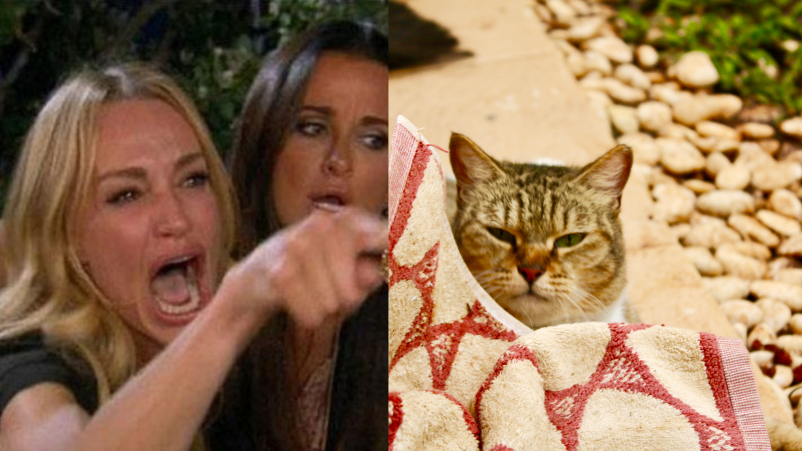 woman yelling to a cat alternative Blank Meme Template