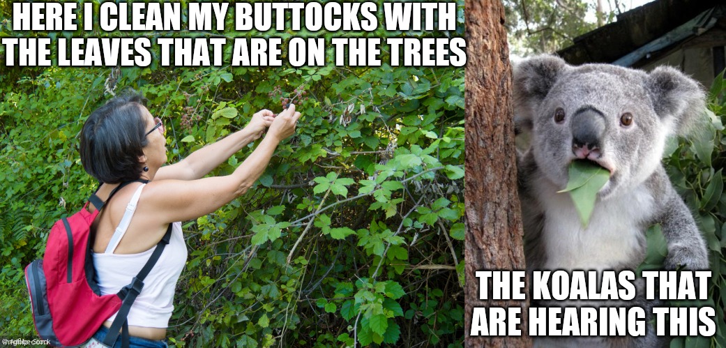 HERE I CLEAN MY BUTTOCKS WITH THE LEAVES THAT ARE ON THE TREES; THE KOALAS THAT ARE HEARING THIS | image tagged in memes,surprised koala,koala,funny,funny memes,reporter | made w/ Imgflip meme maker
