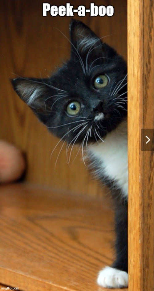 Kitty Peeks | Peek-a-boo | image tagged in cute kittens | made w/ Imgflip meme maker