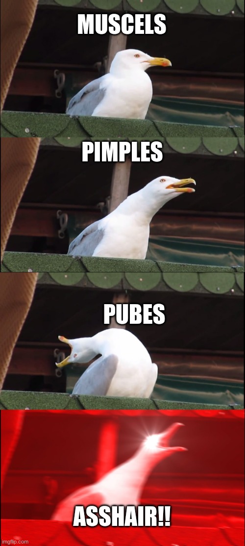 Puberty be like | MUSCELS; PIMPLES; PUBES; ASSHAIR!! | image tagged in memes,inhaling seagull | made w/ Imgflip meme maker