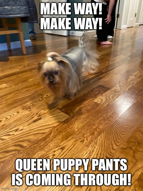 If dogs could talk | MAKE WAY! MAKE WAY! QUEEN PUPPY PANTS IS COMING THROUGH! | image tagged in imgflip | made w/ Imgflip meme maker