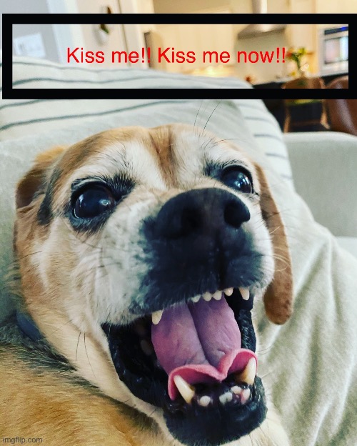 If dogs could talk | image tagged in imgflip | made w/ Imgflip meme maker