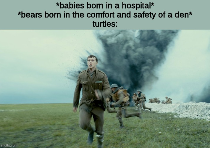 turtals need some respect | *babies born in a hospital*
*bears born in the comfort and safety of a den*
turtles: | image tagged in the schofield run from sam mendes 1917 | made w/ Imgflip meme maker