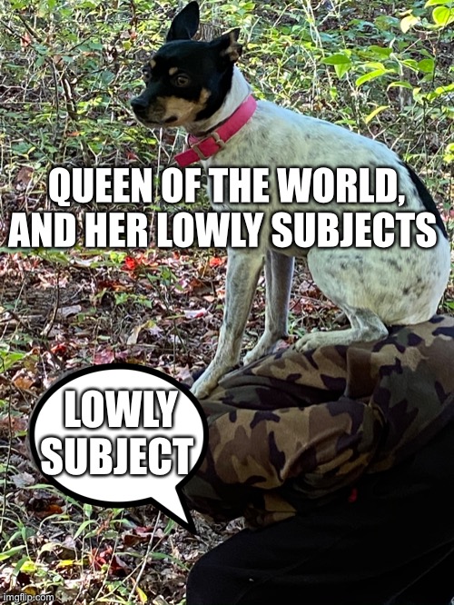 If dogs could talk | QUEEN OF THE WORLD, AND HER LOWLY SUBJECTS; LOWLY SUBJECT | image tagged in imgflip | made w/ Imgflip meme maker