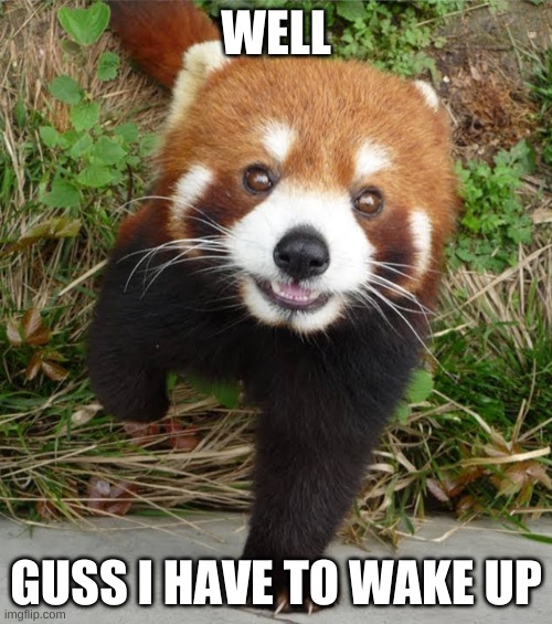 Red Panda | WELL; GUSS I HAVE TO WAKE UP | image tagged in red panda | made w/ Imgflip meme maker