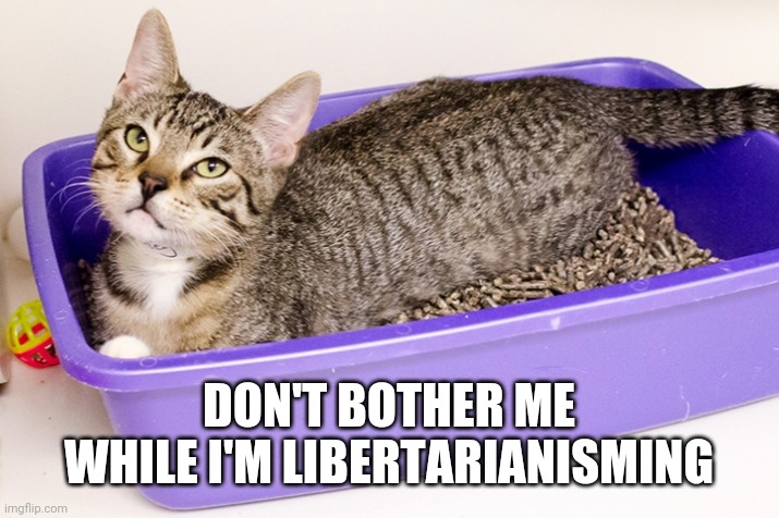 Libertarian cat | DON'T BOTHER ME WHILE I'M LIBERTARIANISMING | image tagged in libertarian | made w/ Imgflip meme maker